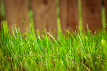 A background of grass and a wood fence. Space for text