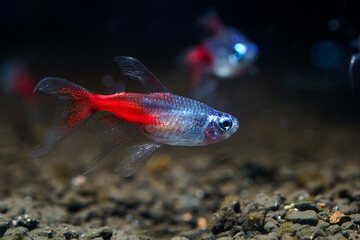 Long fin Diamond head Neon Tetra (Paracheirodon innesi var.) ornamental fish created by human...