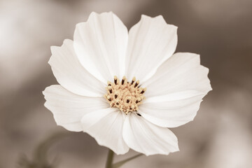 White opened blooming cosmos flower with pollen on its center and blur natural background with vintage effect