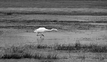 Obraz na płótnie Canvas Great Egret an a wetland