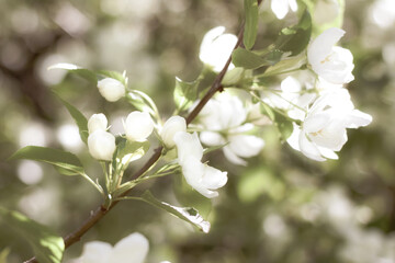 Apple tree white flowers blooming open and closed buds with natural blur background and vintage effect