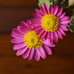 Pink wildflowers on a wooden background close-up