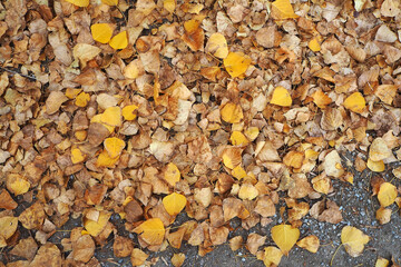 In autumn the yellow and dry leaves of poplar trees fell to the ground,