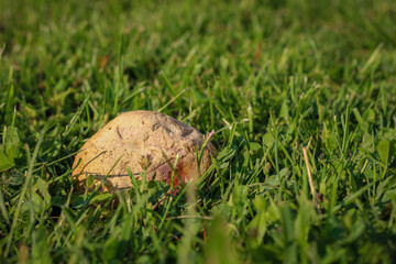 Cobblestone on the mown lawn in the rays