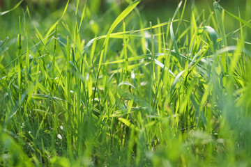 Background of green grass. Fresh grass and sunlight background close up. Space for text.