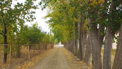 In autumn the yellow and dry leaves of poplar trees fell to the ground,