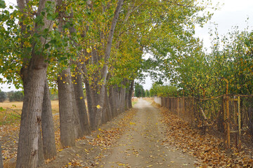 A walkway between poplar trees and yellowed poplar trees in autumn,