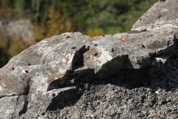 Felsen Marienkäfer Natur Schweiz Herbst Autmn Stein
 Stone Sunshine Insekten Ladybug travel tourism trip Switzerland