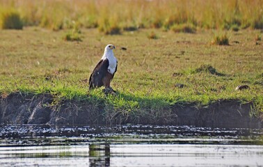 Beautiful bird of prey, fish eagle standing on banks of river and looking distance, Chobe national park in Botswana, Africa