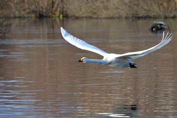 白鳥の飛翔