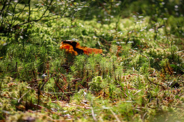 View of a moss ground Background, green forest floor. Natural, organic background.