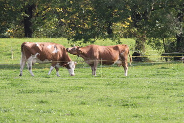 Kuh Cow Cowboy Rodeo Bauer Landschaft Landscape Kühe Gras Herbst Schweiz Switzerland Europe travel tourism trip Natur Tiere Vieh Animals funny Animals lustige Tiere