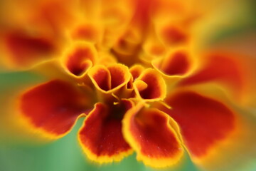orange flower macro