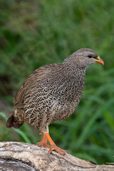 Francolin du Natal,.Pternistis natalensis, Natal Spurfowl