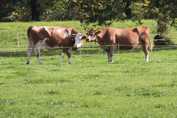 Fototapeta na wymiar Kuh Cow Cowboy Rodeo Bauer Landschaft Landscape Kühe Gras Herbst Schweiz Switzerland Europe travel tourism trip Natur Tiere Vieh Animals funny Animals lustige Tiere