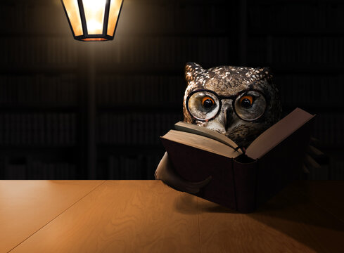 Owl reading a book in a dark room with lamp light. Education conceptual theme.