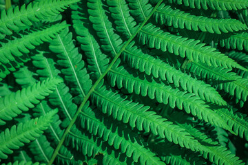Green fern close up - texture and background.