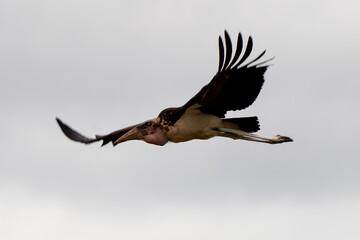 Marabout d'Afrique, Leptoptilos crumenifer, Afrique