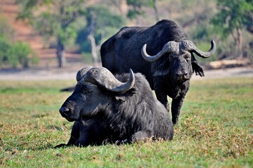 Two african black buffalo resting on a clear sunny day in a green meadow in Botswana National Park