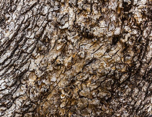  Wood skin bark texture