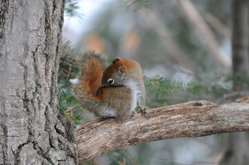 Naklejka na ściany i meble Squirrel Stock Photos. Squirrel close-up profile view in the forest sitting on a branch tree with blur background displaying its brown fur, head, eyes, nose, ears. Picture. Photo. Image. Portrait.
