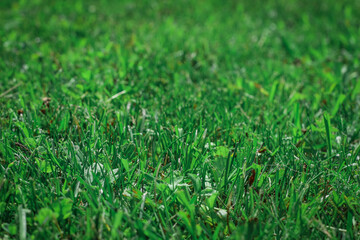 Background of green grass, shallow depth of field.