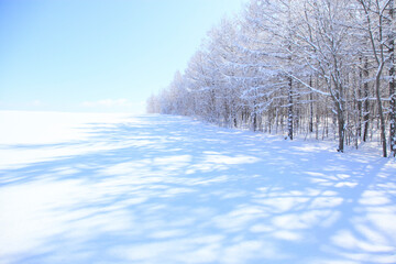 雪原の影と,着雪した木々