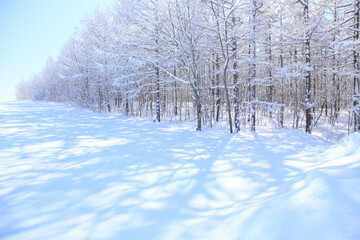雪原の影と,着雪した木々