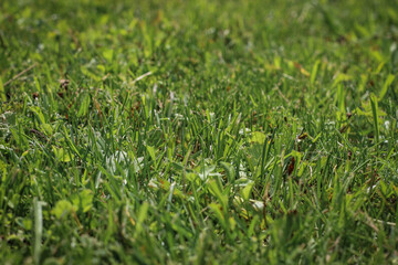 Background of green grass, shallow depth of field.