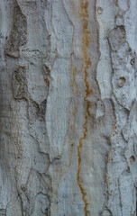  Wood skin bark texture