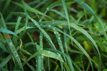 Fototapeta na wymiar Fresh green grass close-up background.Green grass texture