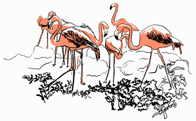 Flamingos sketch Engraving style. Vector illustration graphics on white background