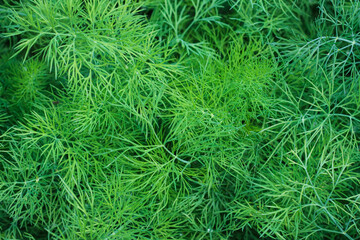 Fresh green dill close-up. Green nature background.