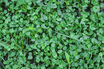 A green Clover, Background for St. Patrick s Day.