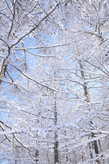 Fototapeta na wymiar 着雪した木々