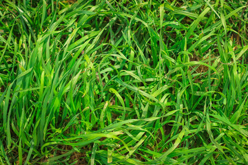 Fresh green grass close-up background.Green grass texture