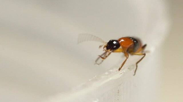 Staphylinidae bilder – Bläddra bland 352 stockfoton, vektorer och ...