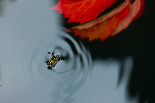 red sheet of decorative grapes lies in the water to it floats wasp