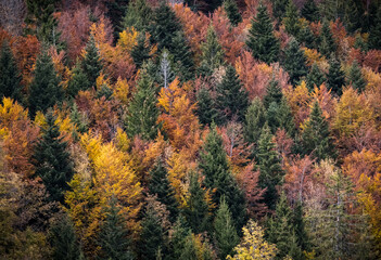 Autumn colorful forest, nature background