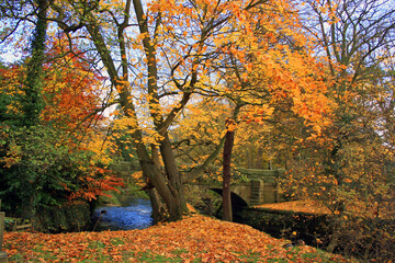 Trees in Autumn colour, Rowsley Derbyshire
