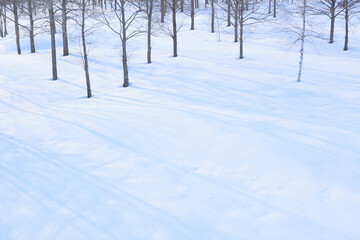 Fototapeta na wymiar 雪原の木々と影