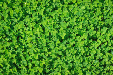 Green patch of clover provides a background for St. Patrick s Day images.