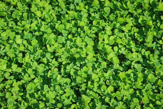 Green patch of clover provides a background for St. Patrick s Day images.
