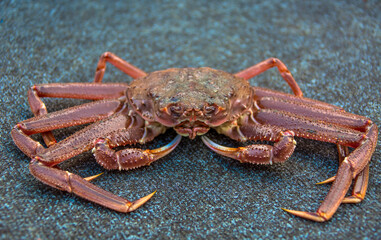 Red sea crab close up