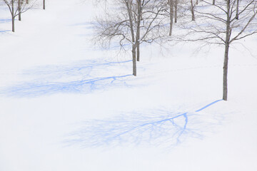 雪原の木々と影