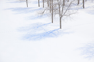 Fototapeta na wymiar 雪原の木々と影