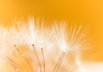 Macro dandelion and water drops on yellow orange background with selective focus. Blurred beauty nature background