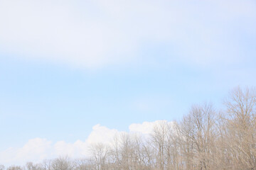木々と,青空の雲