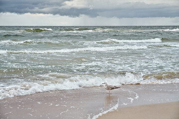 Seagull on Baltic Sea beach.
