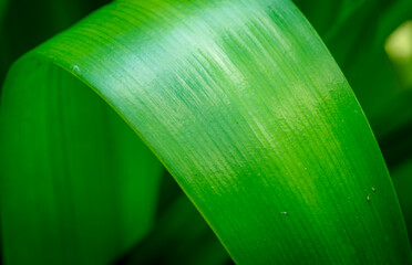 Green leaves are to beautiful.